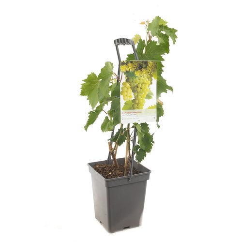 Druivenstruik (Vitis vin. Bianca - draagbeugel), in pot