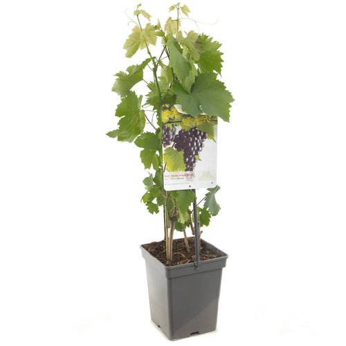 Druivenstruik (Vitis vin. Heike - draagbeugel), in pot