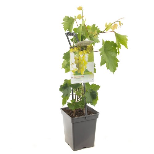 Druivenstruik (Vitis vin. Himrod - draagbeugel), in pot