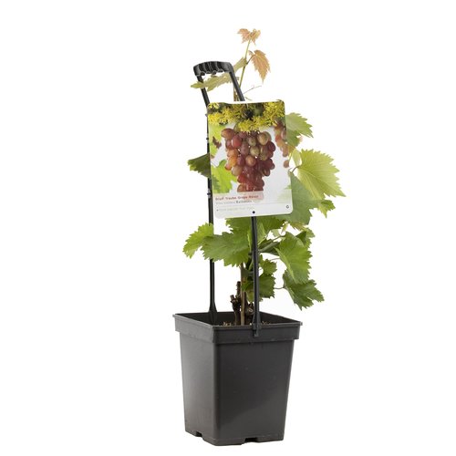 Druivenstruik (Vitis vin. Katharina - draagbeugel), in pot