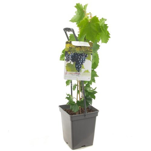 Druivenstruik (Vitis vin. Regent - draagbeugel), in pot