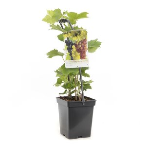 Druivenstruik (Vitis vin. Trio druif - draagbeugel), in pot