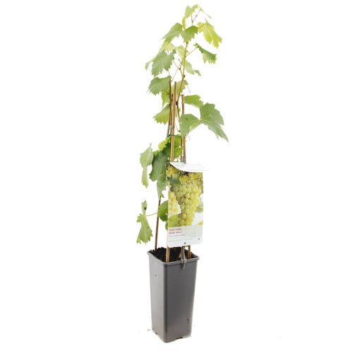 Druivenstruik (Vitis vinifera Solaris), in pot