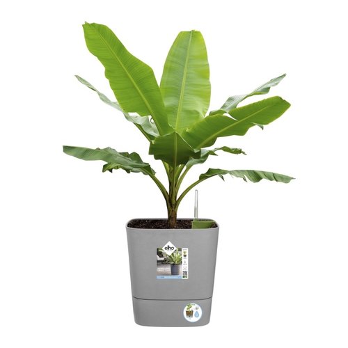 Elho Bloempot Greensense Aqua Care vierkant 30cm grijs - afbeelding 3