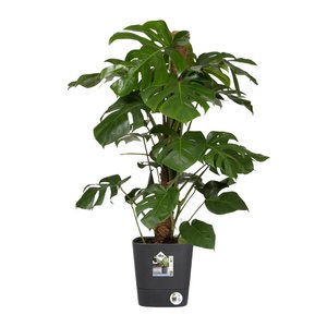 Elho Bloempot Greensense Aqua Care vierkant 30cm grijs - afbeelding 2