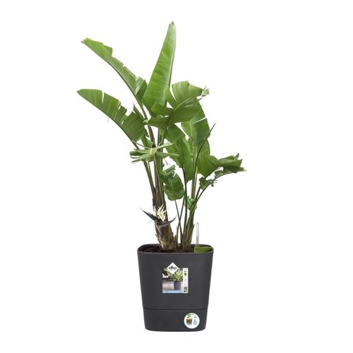 Elho Bloempot Greensense Aqua Care vierkant 30cm grijs - afbeelding 3