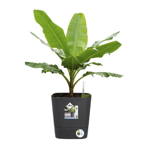 Elho Bloempot Greensense Aqua Care vierkant 30cm grijs - afbeelding 4