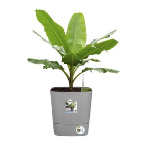 Elho Bloempot Greensense Aqua Care vierkant 38cm grijs - afbeelding 2