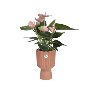 Elho Bloempot Vibes Fold Coupe 14cm roze - afbeelding 2