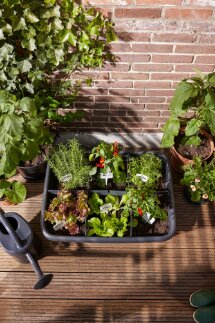 Elho Green Basics Grow Garden L Zwart - afbeelding 4