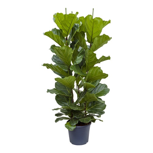 Ficus Lyrata, in 35cm-pot 150cm hoog