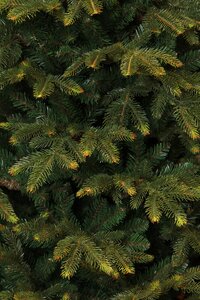 Frasier x-mas tree green - h230xd147cm - afbeelding 2