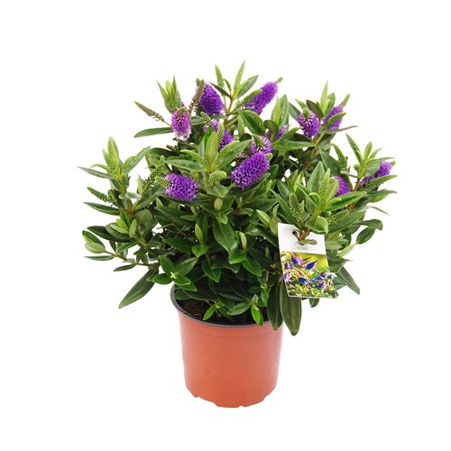 Hebe Addenda, in 15cm-pot