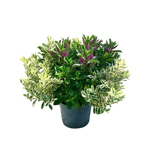 Hebe XL mix, in 23cm-pot