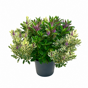 Hebe XL mix, in 23cm-pot