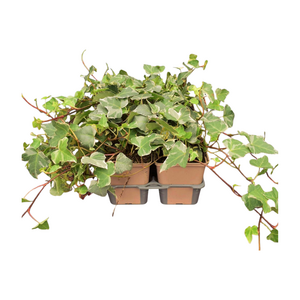 Hedera helix 'Glacier' in sixpack - afbeelding 2