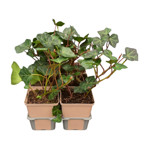 Hedera hibernica in sixpack - afbeelding 2