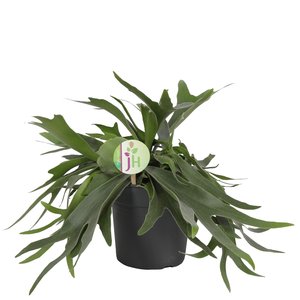 Hertshoornvaren, in 17cm-pot
