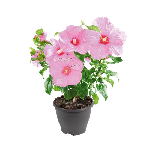 Hibiscus Newbiscus Mauvelous, in 23cm-pot