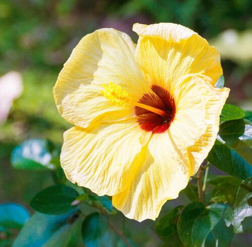 Hibiscus op stam - afbeelding 2