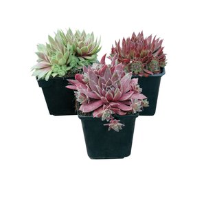 Huislook, in 9cm-pot
