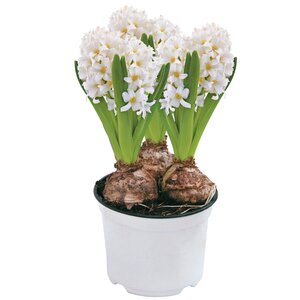 Hyacint, wit in 12cm-pot