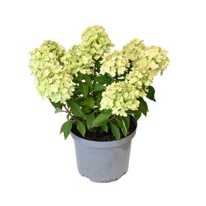 Hydrangea Paniculata (Pluimhortensia), in 23cm-pot - afbeelding 1