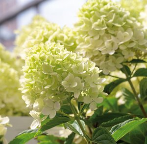 Hydrangea Paniculata (Pluimhortensia), in 23cm-pot - afbeelding 2