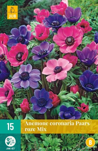 JUB Holland Anemone Coronaria Paars/Roze Mix