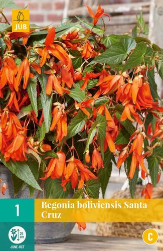 JUB Holland Begonia Boliviensis Santa Cruz