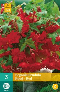 JUB Holland Begonia Pendula Rood