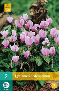 JUB Holland Cyclamen Hederifolium