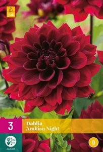 JUB Holland Dahlia Arabian Night