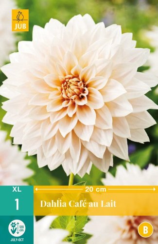 JUB Holland Dahlia Cafe Au Lait