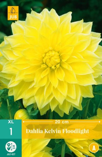 JUB Holland Dahlia Kelvin Floodlight