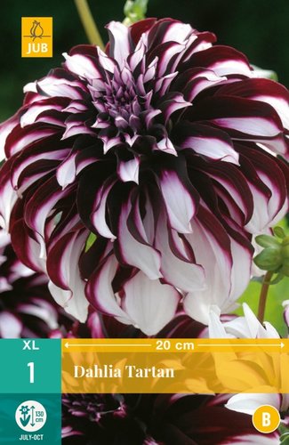 JUB Holland Dahlia Tartan