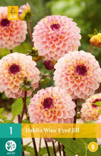 JUB Holland Dahlia Wine Eyed Jill