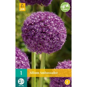 JUB Holland Allium Ambassador