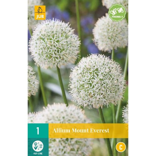 JUB Holland Allium Mount Everest