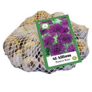 JUB Holland Allium Purple Rain