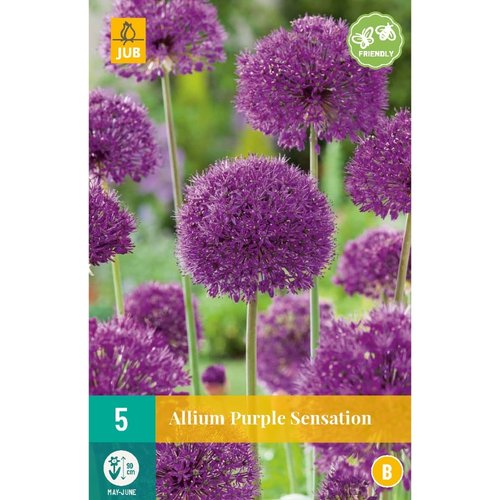 JUB Holland Allium Purple Sensation