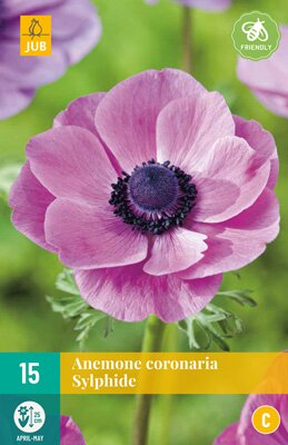 JUB Holland Anemone cor. Sylphide