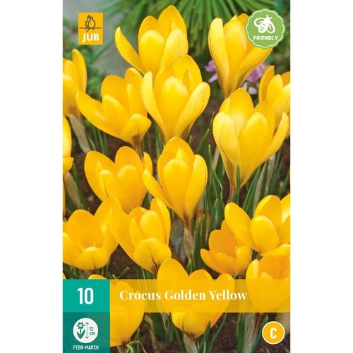 JUB Holland Crocus Golden Yellow