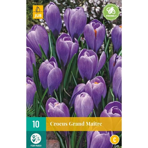 JUB Holland Crocus Grand Maître