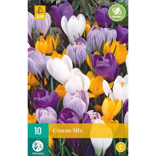 JUB Holland Crocus grootbloemig Mix