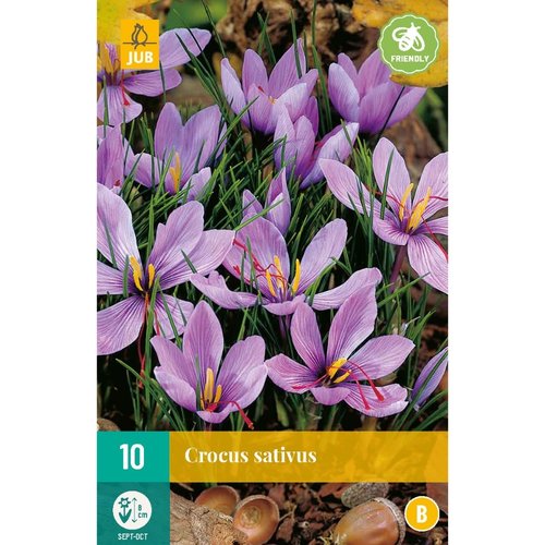 JUB Holland Crocus sativus