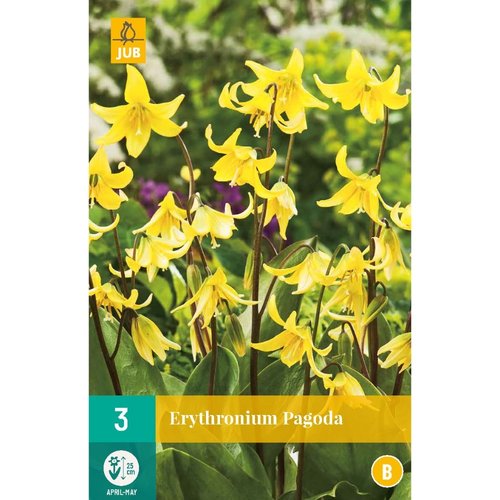 JUB Holland Erythronium Pagoda