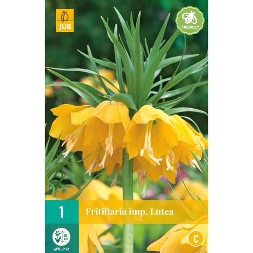 JUB Holland Fritillaria imp. Lutea