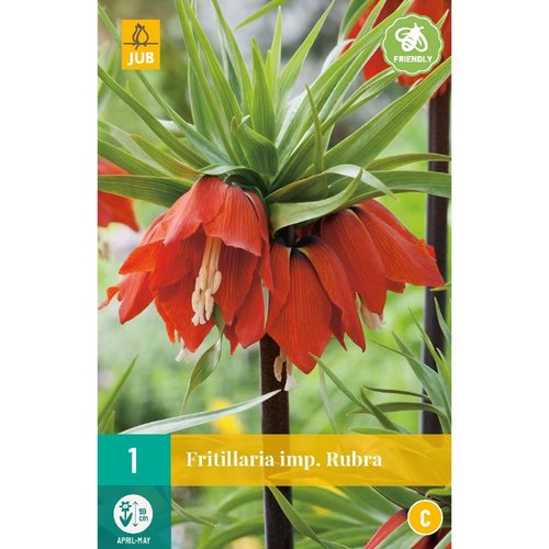 JUB Holland Fritillaria imp. Rubra