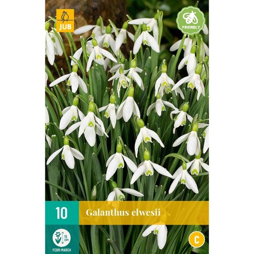 JUB Holland Galanthus elwesii